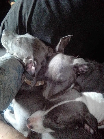 American Pit Bull Terrier – gorgeous Staffordshire pitbulls