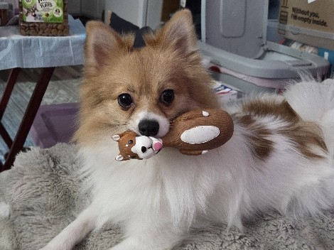 One Year Old Registered Pomeranian to Rehome