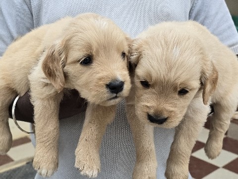 Golden Retriever – Golden Retriever Female Puppies Available 🐾 – Dodda Tumkur
