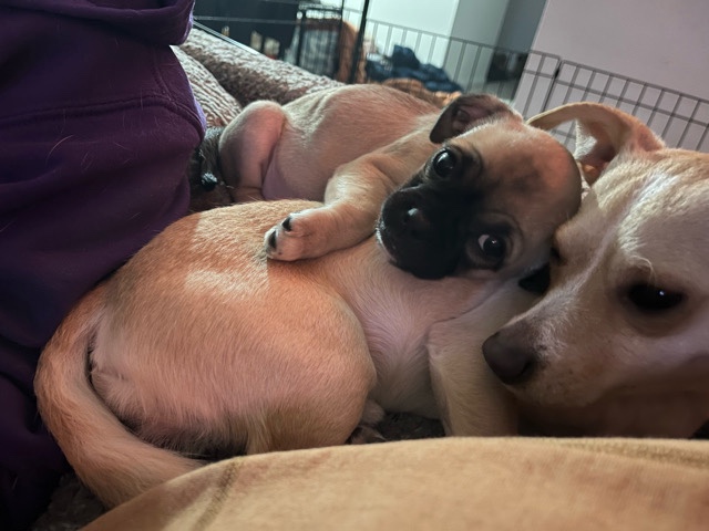 Chinese Chongqing Dog – Rehome: Chihuahua mix 2yro (m) – Grandville