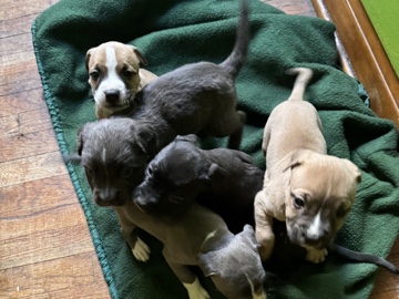 American Pit Bull Terrier – Rehome puppies – Chicago