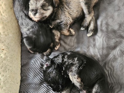 Miniature Schnauzer – Miniature Schnauzers Puppies – Las Vegas