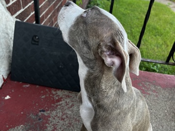 American Pit Bull Terrier – Red Nose Pitbull – Gary