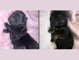 German Shepherd – Brothers(must stay together) – Prairie View