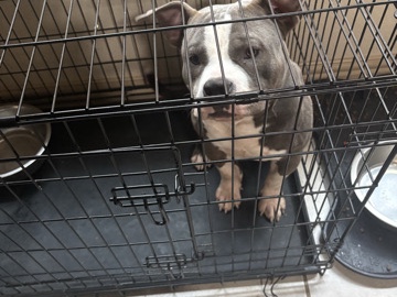 American Pit Bull Terrier – American Pocket Bully – Austin
