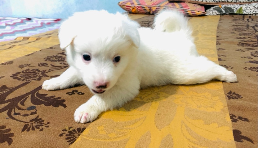 Indian Spitz – Pomerian Indian Spitz two puppy for sale urgently