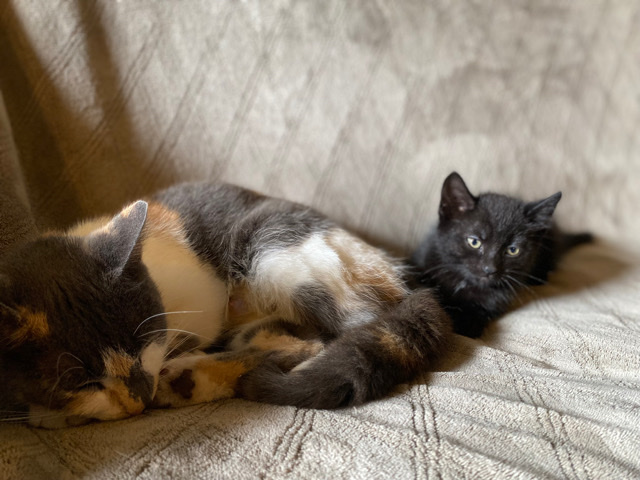 Black kittens