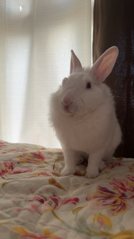 Lionhead – lionhead bunny
