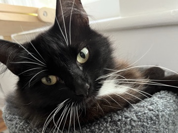 Mature Tuxedo Female Seeking a Calm Home – Greensboro