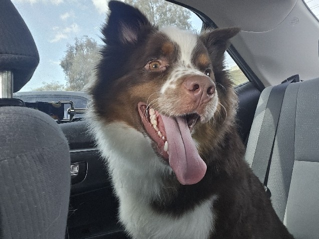 Australian Shepherd – rehome- Aussie – San Bernardino