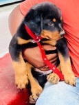 Rottweiler – rotweiler for sale