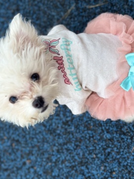selling puppy