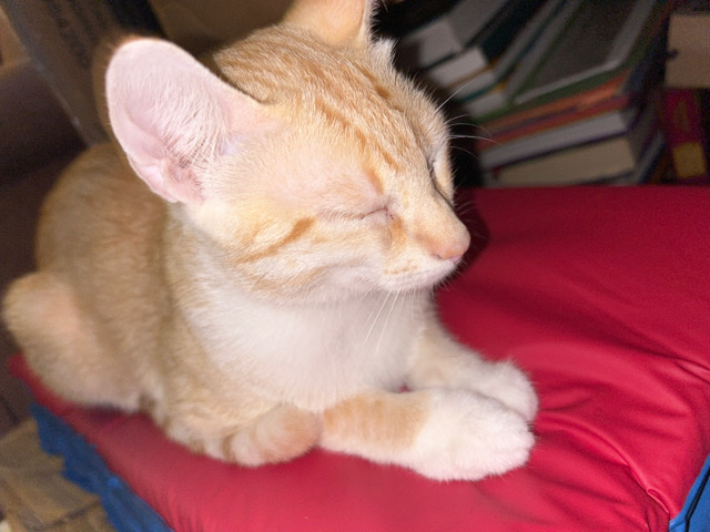 Bengal – cat