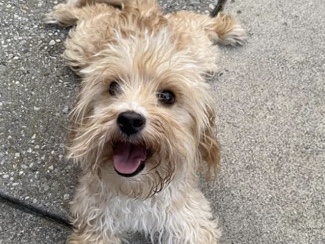 Maltipoo - toy poodle  available for adoption in Whitby