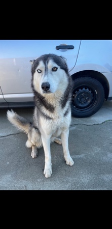 Siberian Husky – silverian husky