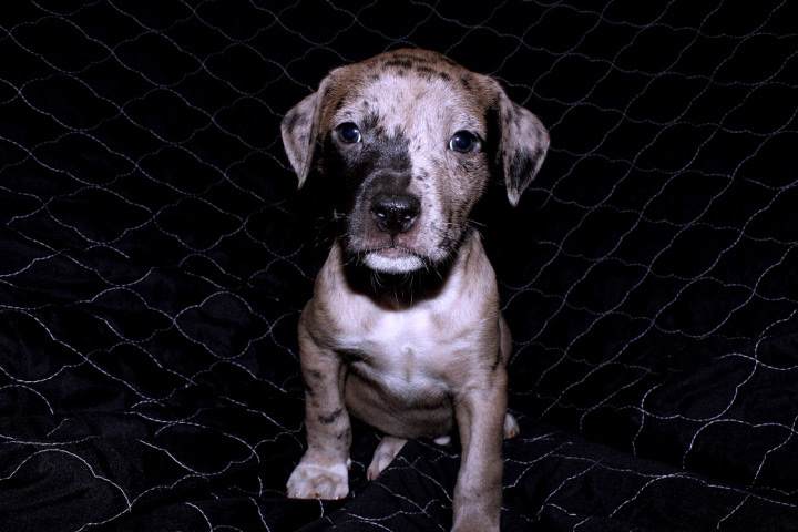American Pit Bull Terrier – Zoro “Male”