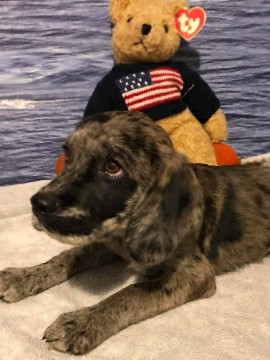 American Cocker Spaniel – unique colors
