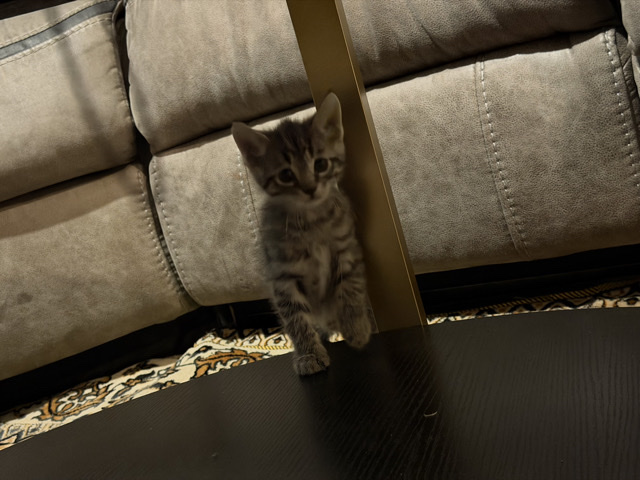 American Shorthair – lovely kitty for adoption – Rochester