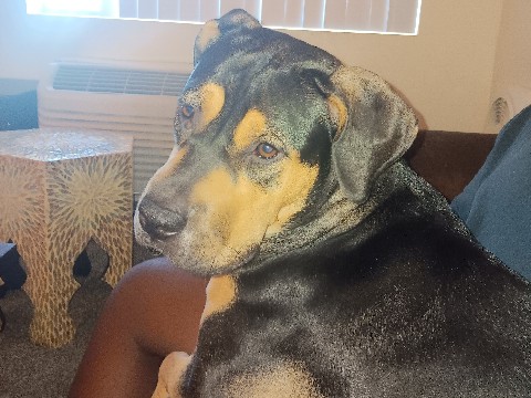 she a great girl dog – Las Vegas