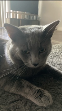 Looking for a loving home