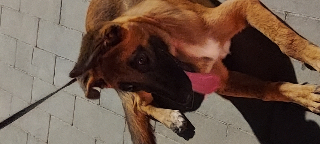 German Shepherd – pure German shepherd