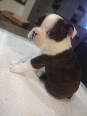 Boston Terrier – Boston terrier puppies