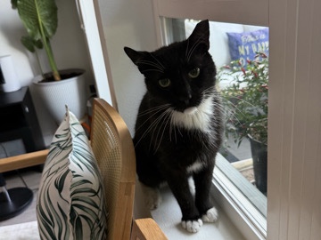 American Shorthair – Oreo – Fremont