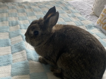 grey rabbit
