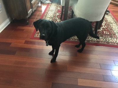 Labrador Retriever – Beautiful black Labrador retriever – Elizabethtown