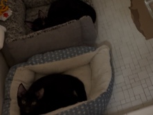 Gigi, Midnight && Storm need a New Home! – Fresno