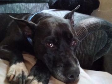Mixed Breed – Melvin – Ellenburg Depot