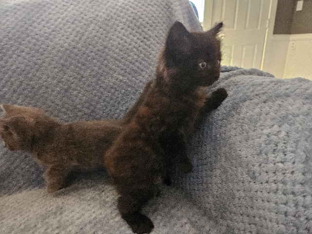 Beautiful Kittens – Oregon City