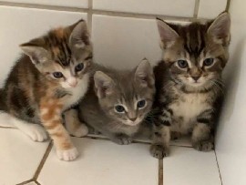 2 kittens – Chehalis