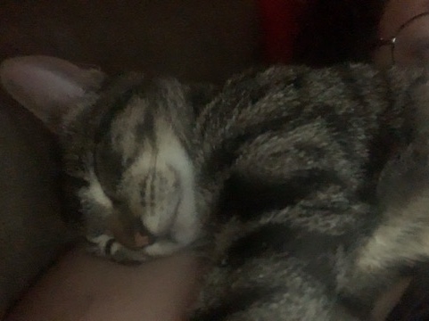 American Shorthair – Peter – Sun Valley