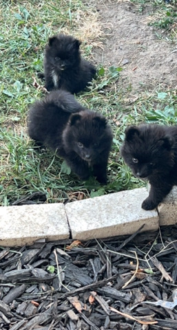 Pomeranian – Toy size Pomeranian