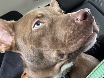 Mixed Breed – Needs a Loving Home – League City