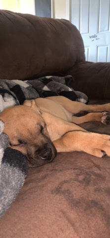 American Pit Bull Terrier – girl pup