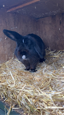 American – Female Rabbit Millie