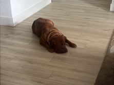 Dogue de Bordeaux – looking a new home for our dog – Dallas