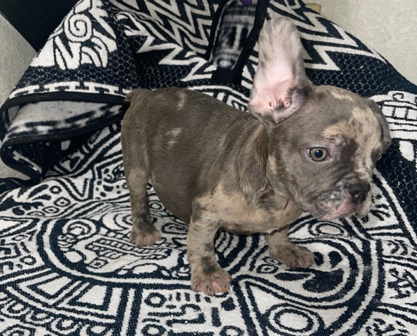 male frenchie