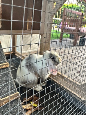 Free bunnies