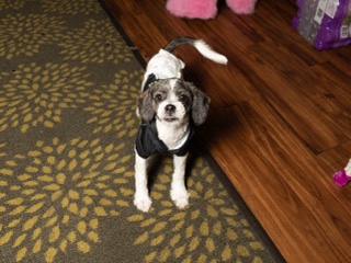 Shih Poo – ✨ Loving Home Needed for Sweet Shih Tzu Puppy ✨ – Milwaukee