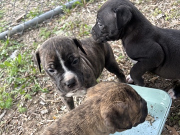 American Pit Bull Terrier – Pitbull Puppies AUGUSTA KS – Kansas City