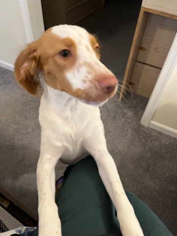 Brittany – cute little dog name Tara Massu