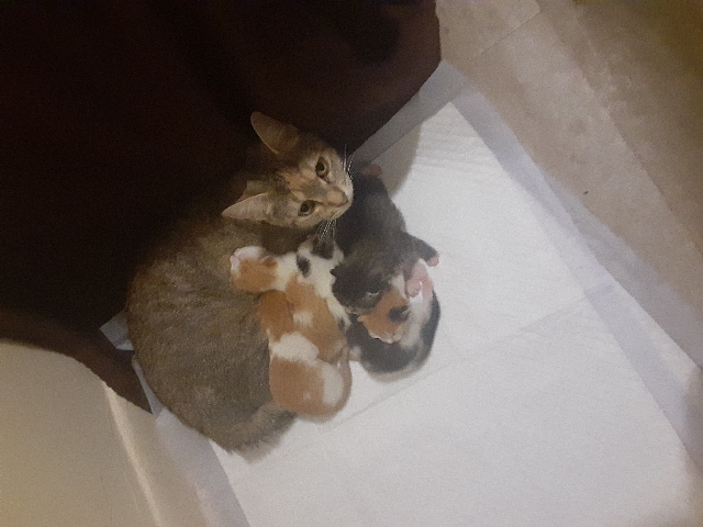 American Wirehair – meet Syria and her new borns
