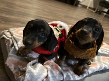 •	“Hermoso Dachshund mini – Lista entrega”