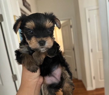 Yorkshire Terrier β Daphne