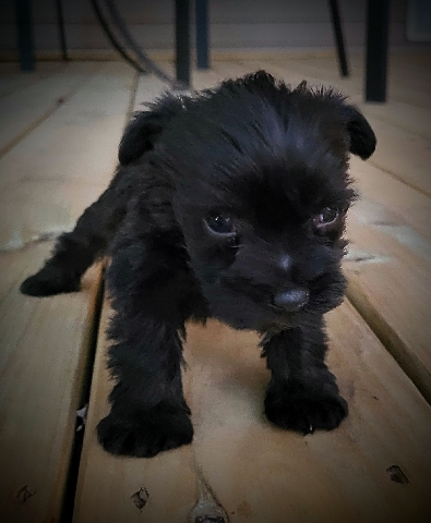Miniature Schnauzer – Teacup Mini Schnauzer