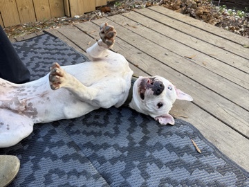 American Pit Bull Terrier – Winston – Lincoln