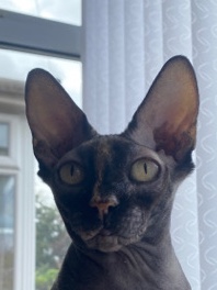 Sphynx – Nina / Sphynx